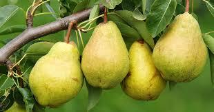 PEARS (3 PER ORDER) - Image 2