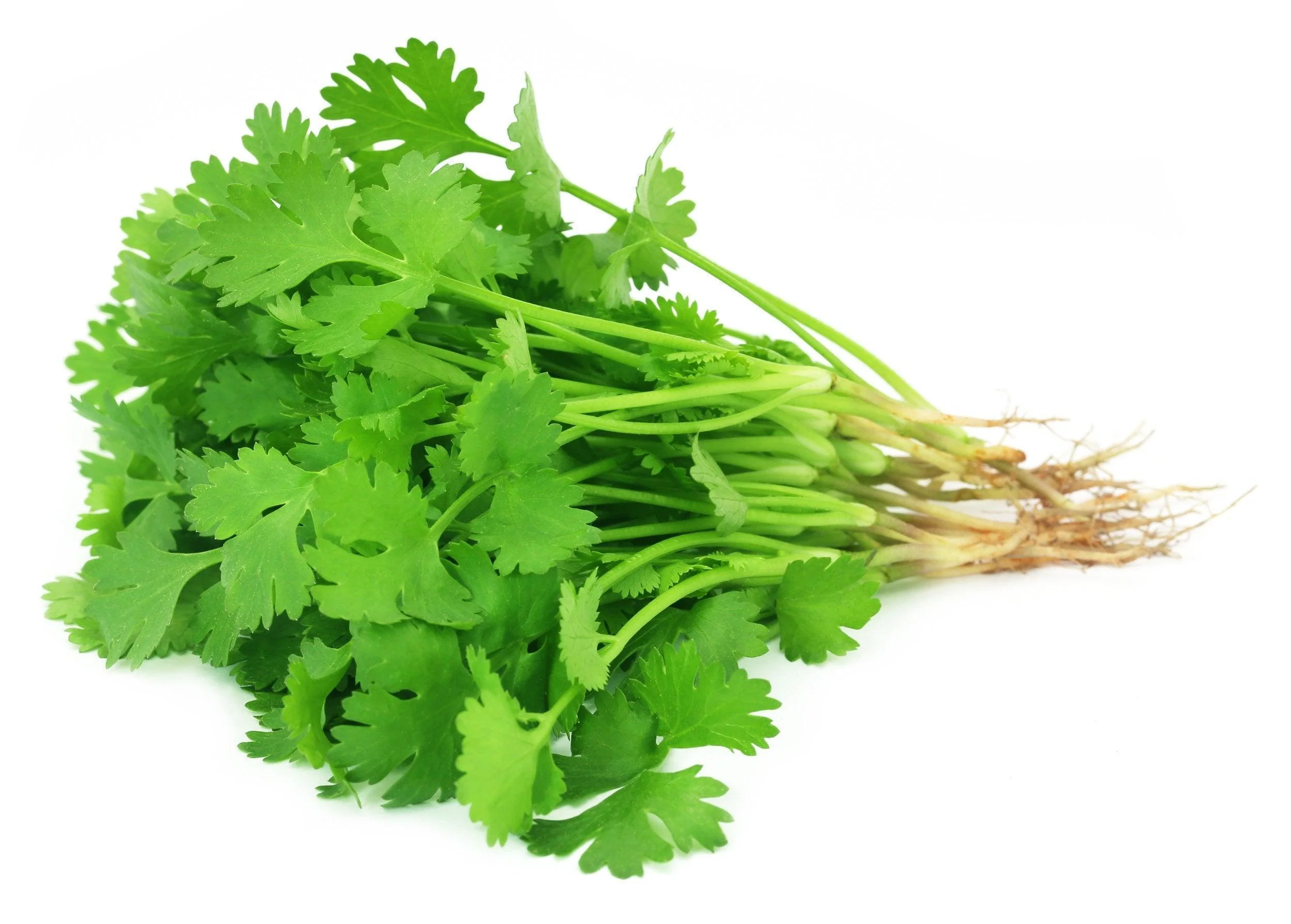SOFRITO BUNDLE - Image 3