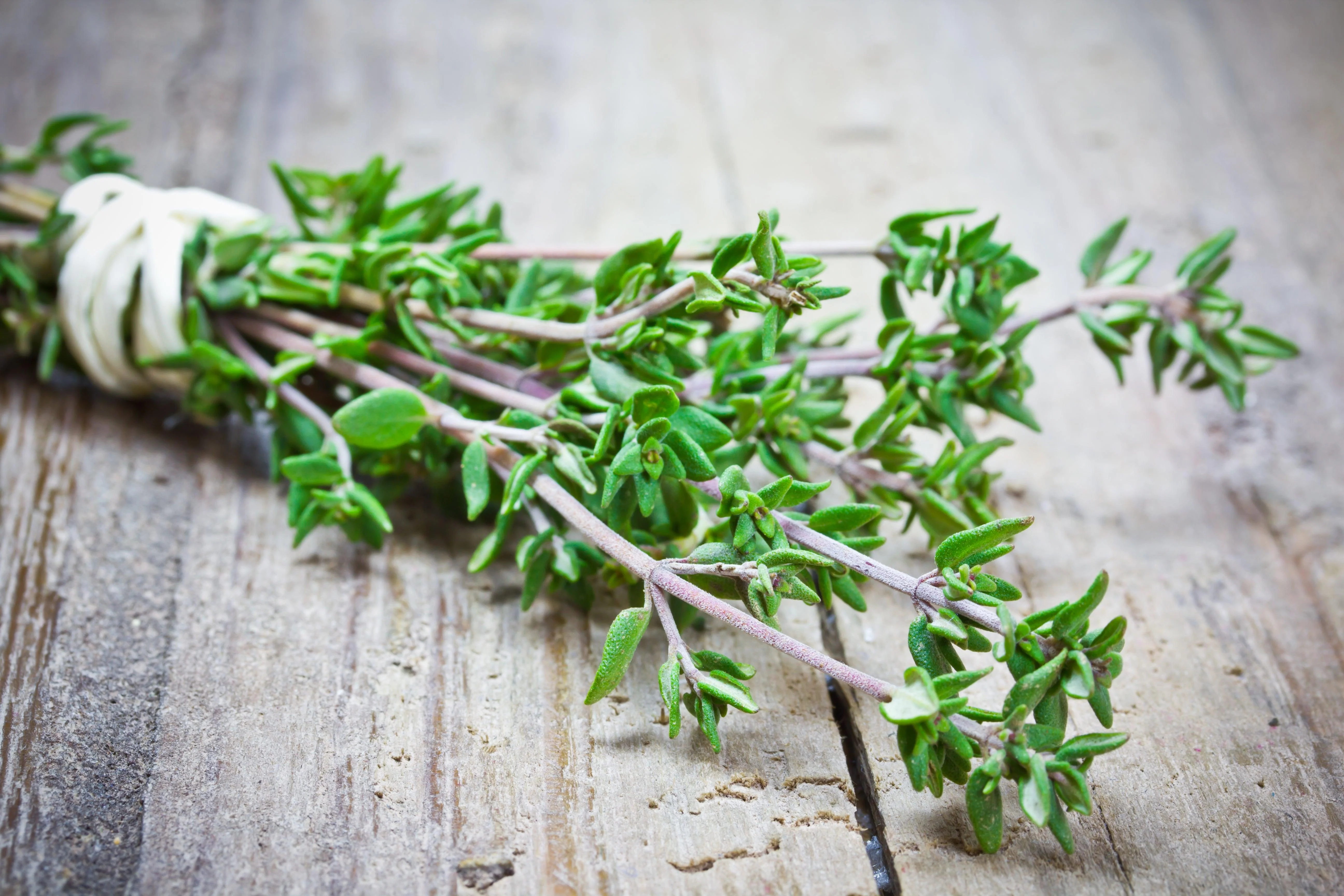 THYME - Image 3